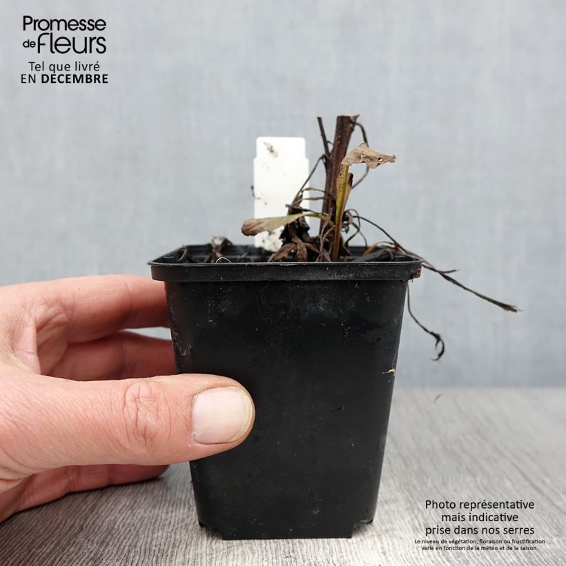 Amostra de Solidago virgaurea Vaso de 8/9 cm tal como entregue no outono