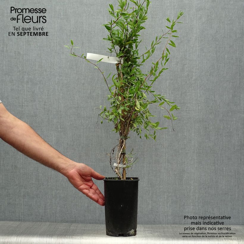 Amostra de Sollya heterophylla Alba Vaso de 3 L/4 L tal como entregue no outono