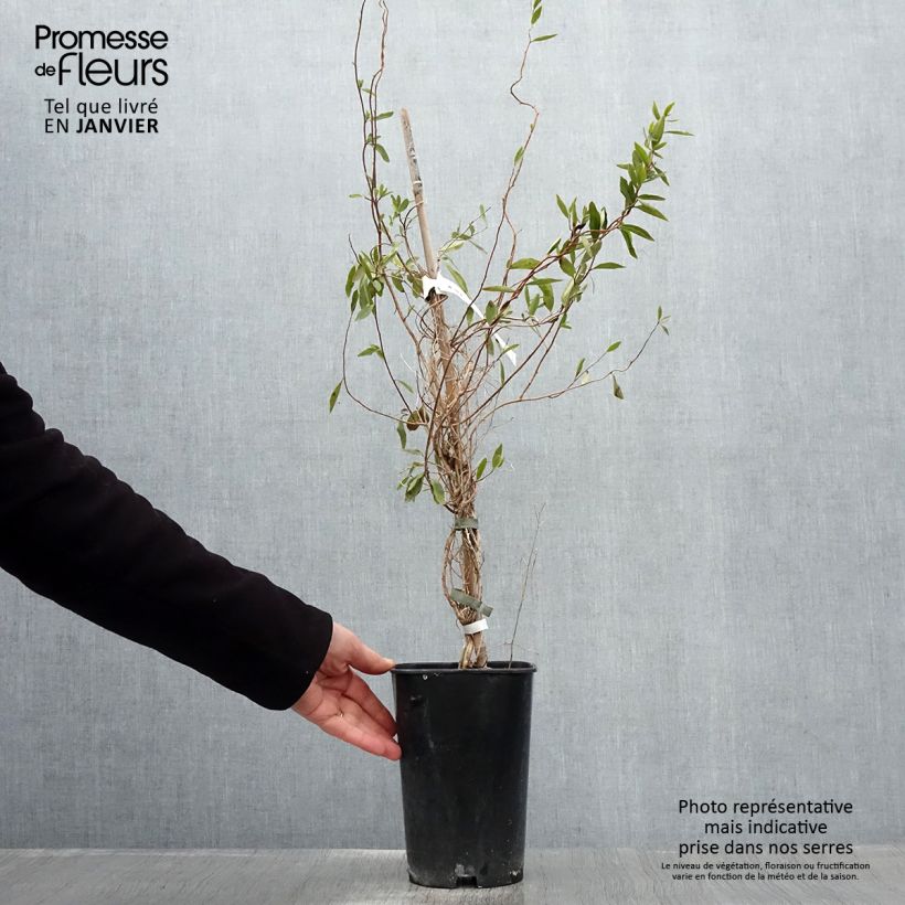 Amostra de Sollya heterophylla blanc Alba Vaso de 3 L/4 L tal como entregue no inverno