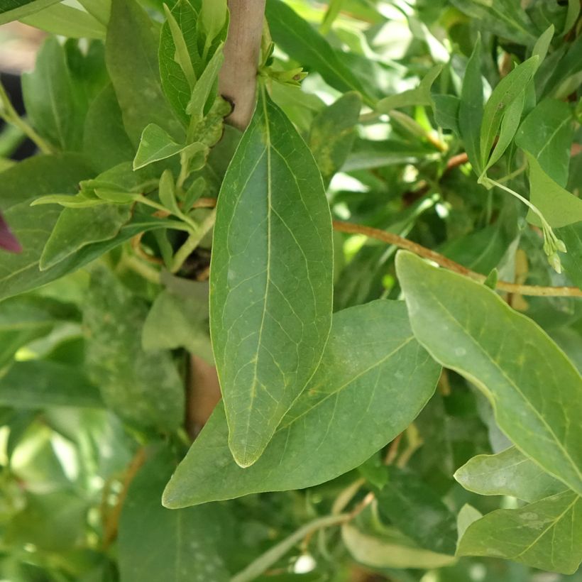 Sollya heterophylla Alba (Folhagem)