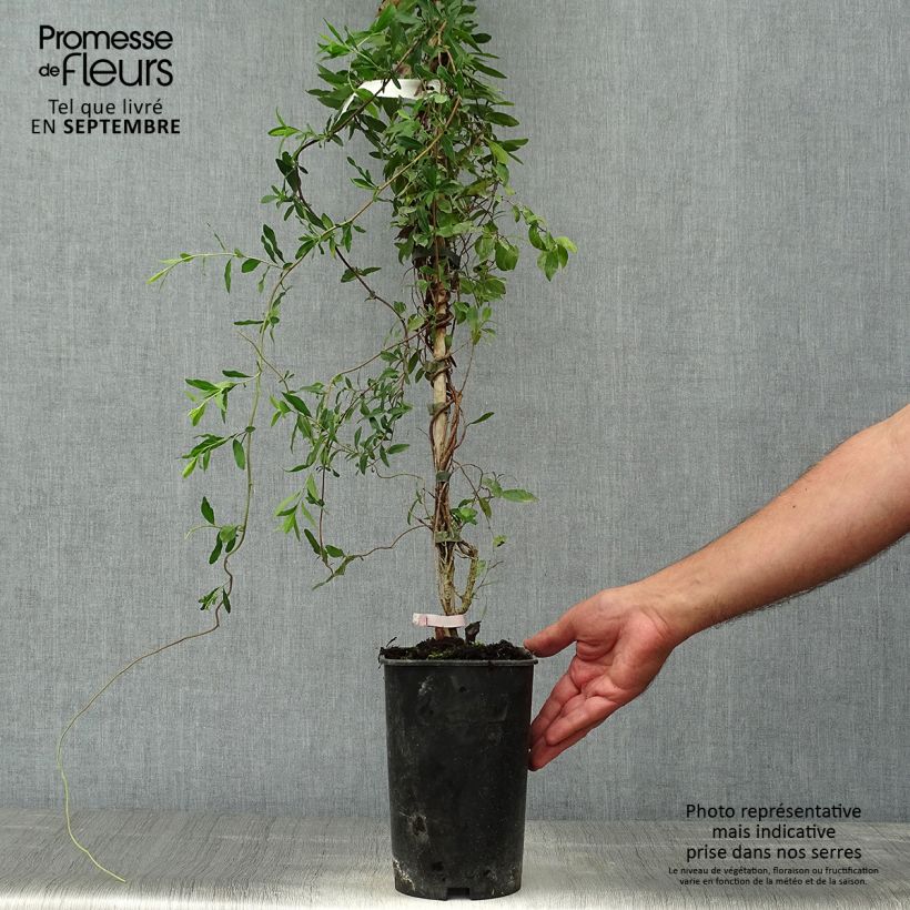 Amostra de Sollya heterophylla Rosea Vaso de 3 L/4 L tal como entregue no outono