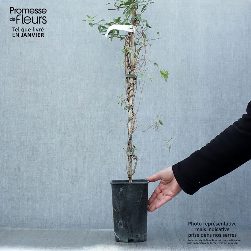 Amostra de Sollya heterophylla Rosea Vaso de 3 L/4 L tal como entregue no inverno