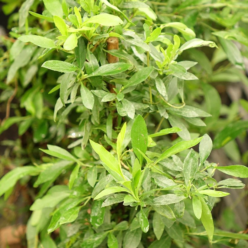 Sollya heterophylla Rosea (Folhagem)