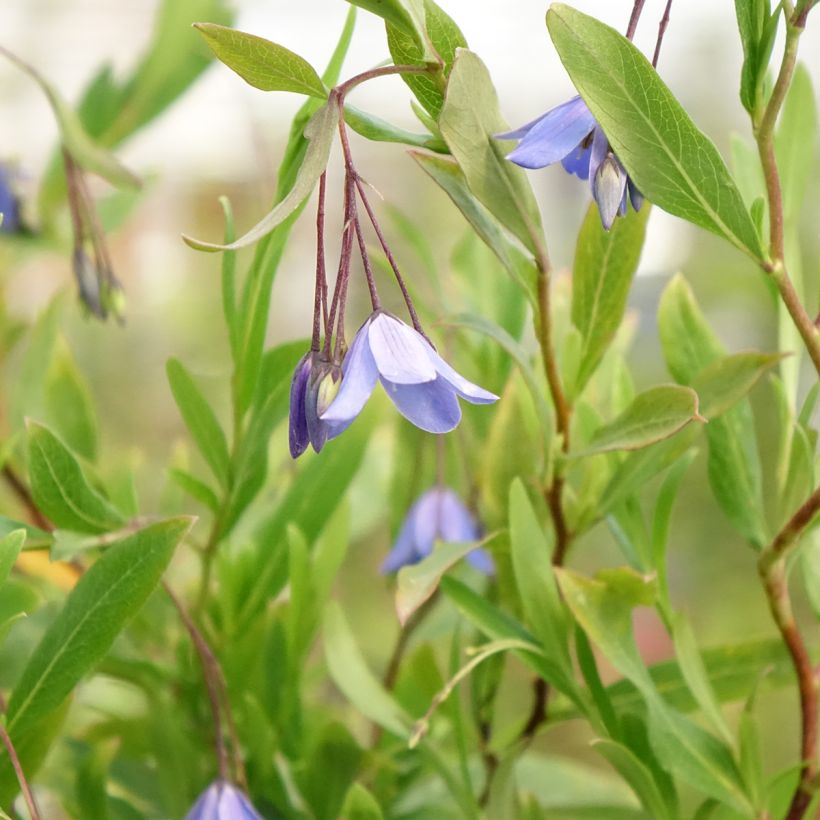 Sollya heterophylla Rosea (Floração)