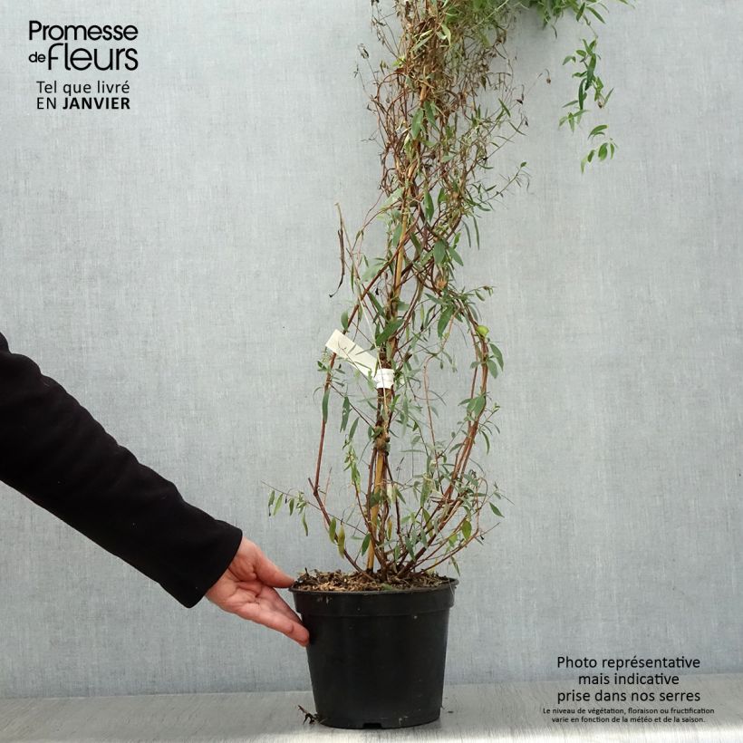 Amostra de Sollya heterophylla Ultra Blue Pot de 4L/5L tal como entregue no inverno