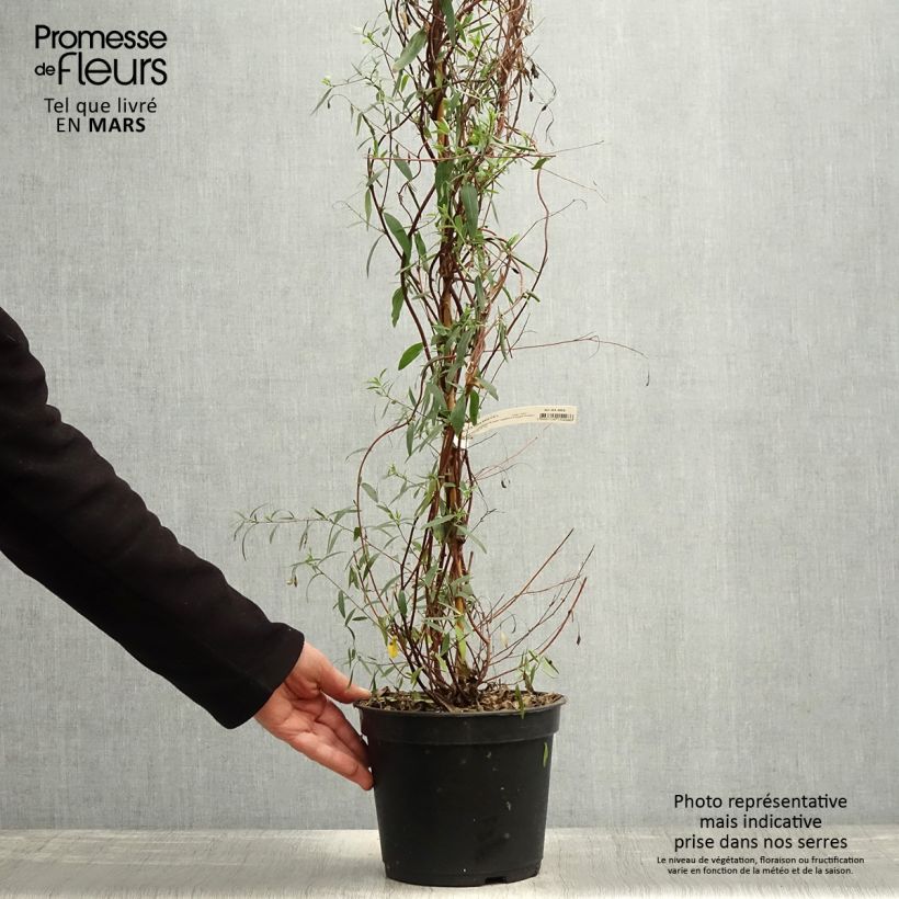 Amostra de Sollya heterophylla Ultra Blue Vaso de 4 L/5 L tal como entregue na primavera