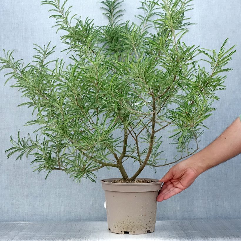 Amostra de Sophora microphylla Dragon's Gold Vaso de 4 L/5 L tal como entregue no verão