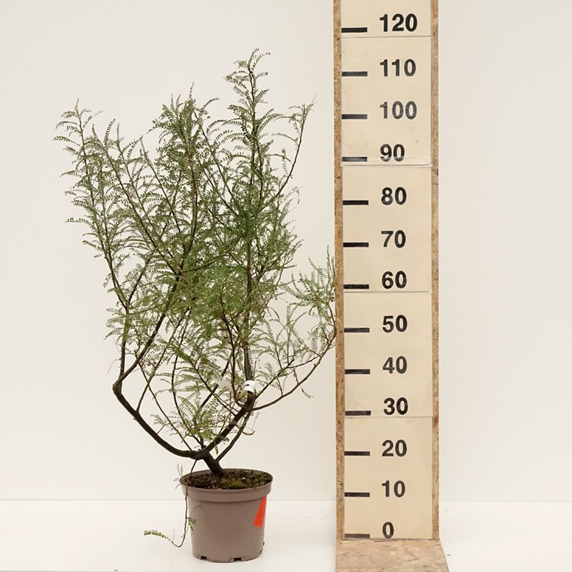 Amostra de Sophora microphylla Dragon's Gold - Sophora nain Vaso de 4 L/5 L tal como entregue no inverno