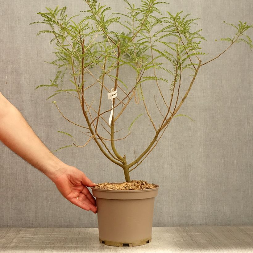 Amostra de Sophora microphylla Dragon's Gold Vaso de 4 L/5 L tal como entregue na primavera