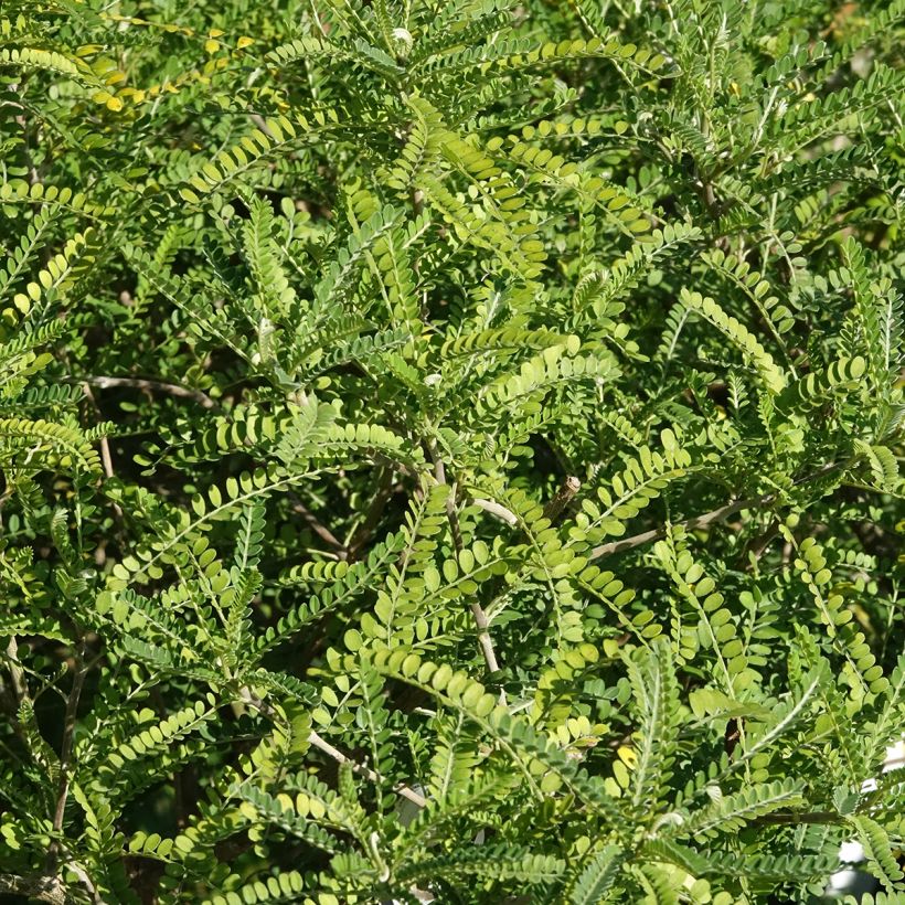 Sophora microphylla Dragon's Gold (Folhagem)