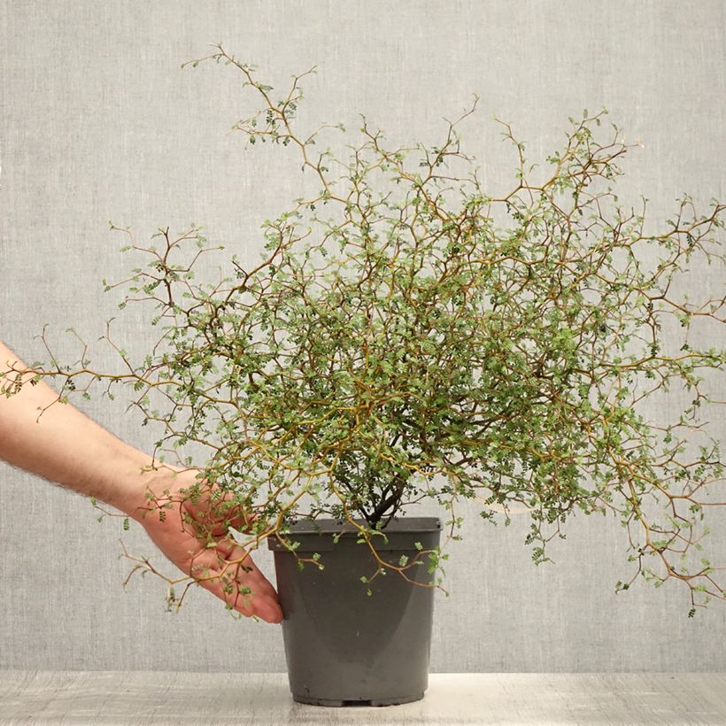 Amostra de Sophora prostrata Little Baby Vaso de 3 L/4 L tal como entregue no verão