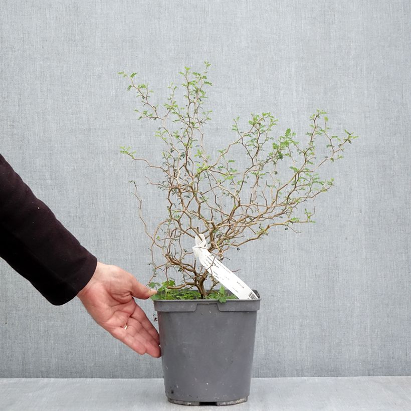 Amostra de Sophora prostrata Little Baby Vaso de 3 L/4 L tal como entregue no outono