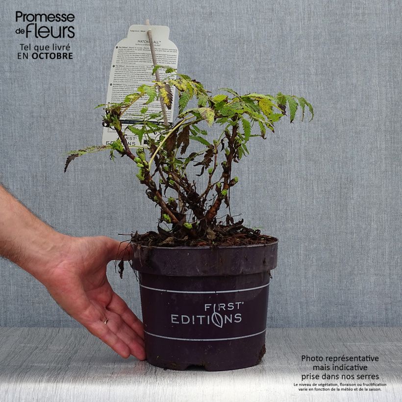 Amostra de Sorbária sorbifolia Matcha Ball Vaso de 2 L/3 L tal como entregue no outono