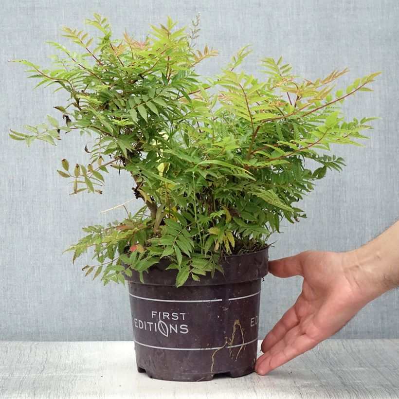 Amostra de Sorbária sorbifolia Matcha Ball Vaso de 2 L/3 L tal como entregue no verão