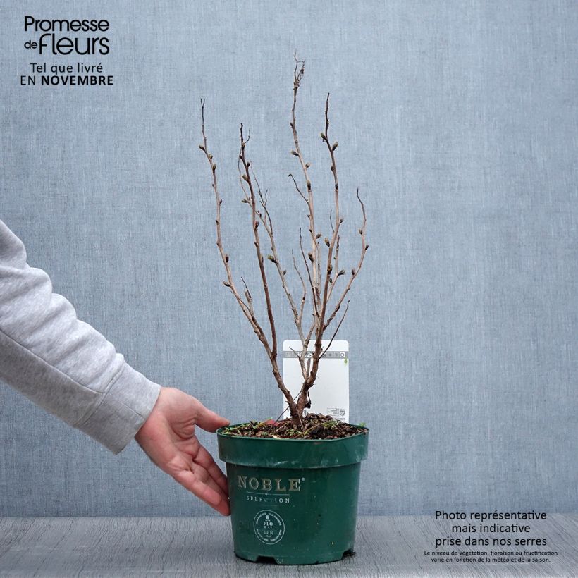 Amostra de Sorbária sorbifolia Pink Hopi Vaso de 2 L/3 L tal como entregue no outono