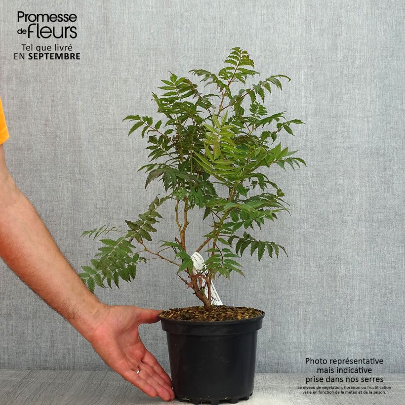 Amostra de Sorbária sorbifolia Pink Hopi Vaso de 2 L/3 L tal como entregue no verão