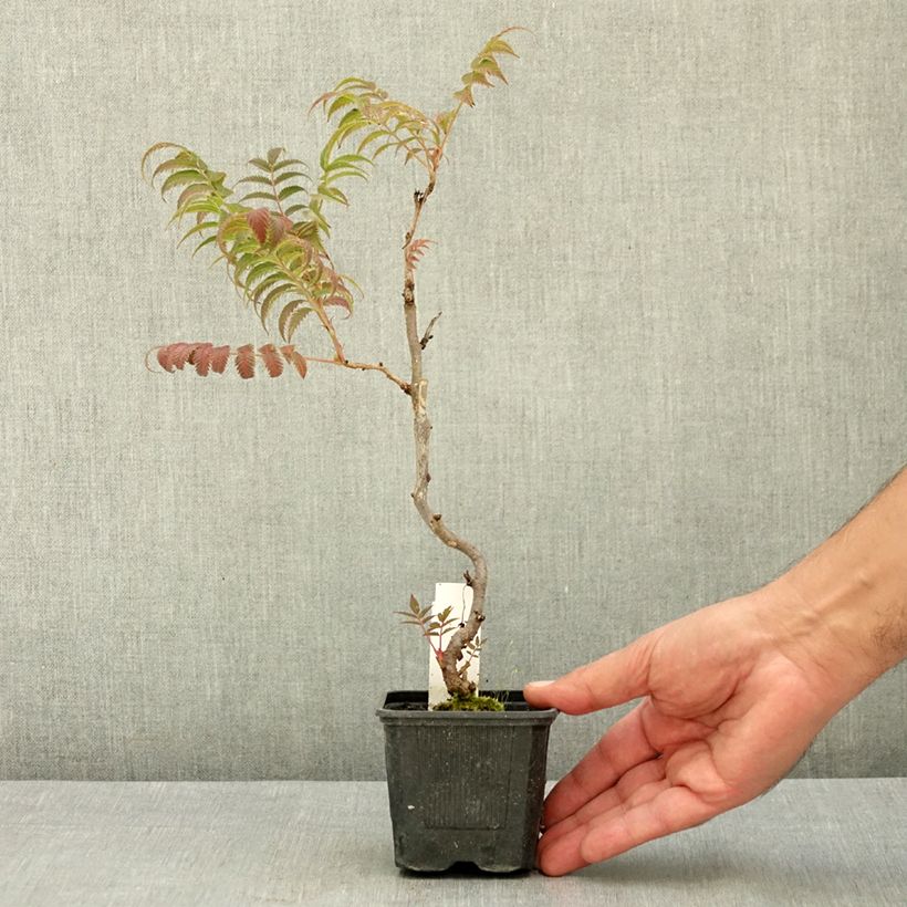 Amostra de Sorbária sorbifolia Sem Vaso de 8/9 cm tal como entregue no verão