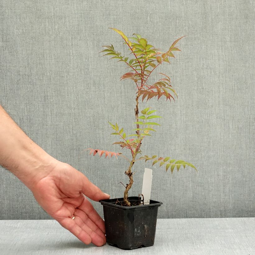 Amostra de Sorbária sorbifolia Sem Vaso de 8/9 cm tal como entregue na primavera