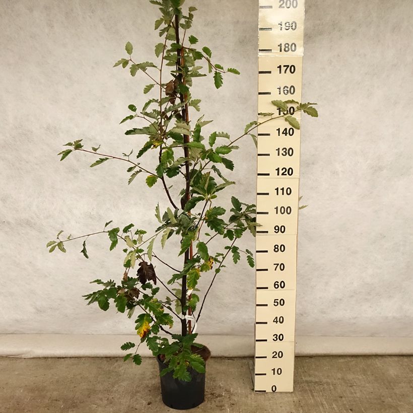 Amostra de Sorbus intermedia Brouwers - Tramazeira Vaso de 12 L/15 L tal como entregue no verão