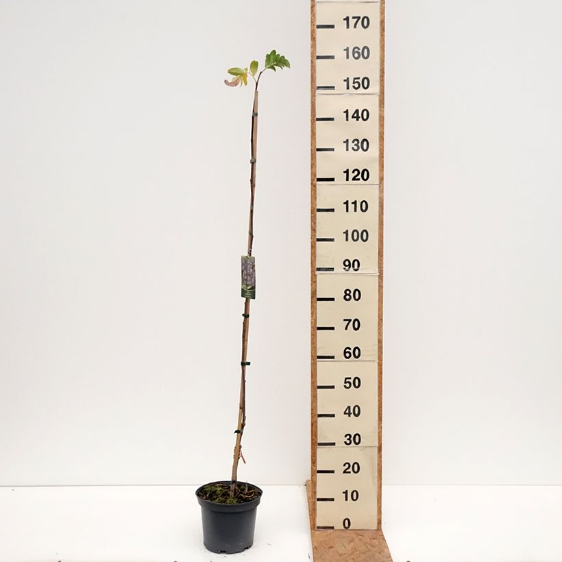 Amostra de Sorbier Black Ruby - Sorbus Czarne Rubiny Pot de 4L/5L tal como entregue no outono