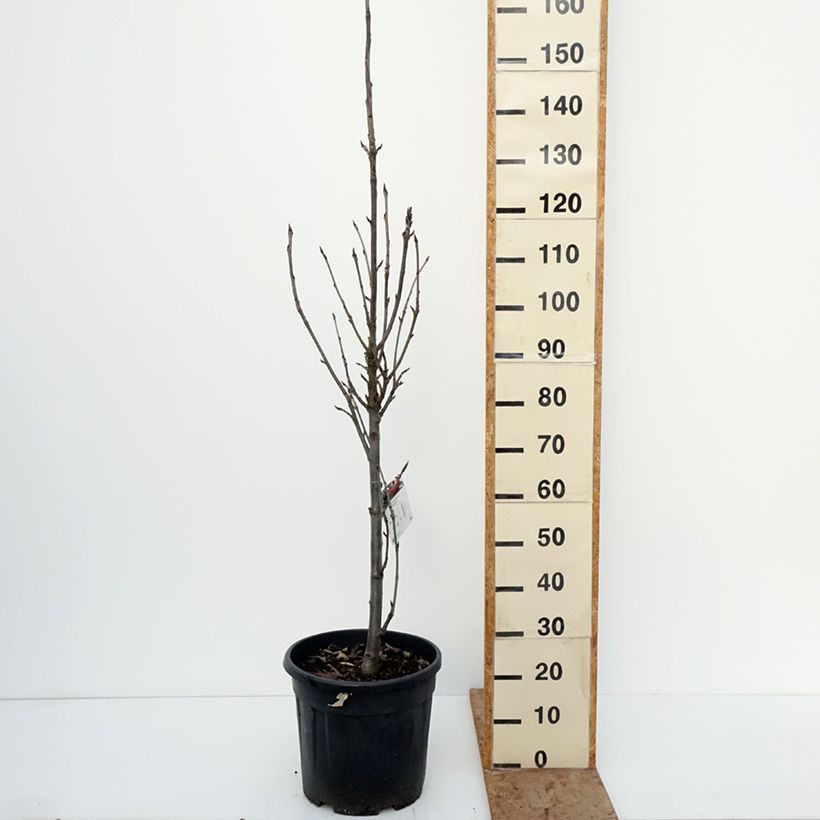 Amostra de Tramazeira Fastigiata - Sorbus aucuparia Vaso de 20 L/25 L tal como entregue no inverno