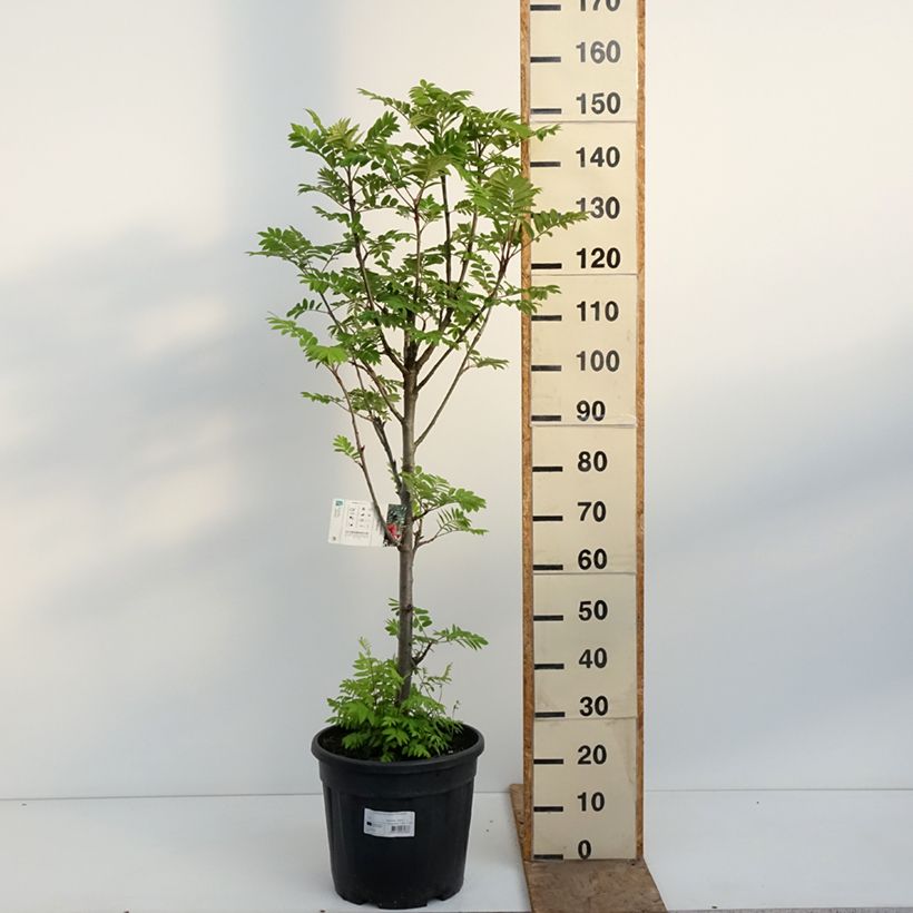 Amostra de Tramazeira Fastigiata - Sorbus aucuparia Vaso de 20 L/25 L tal como entregue na primavera