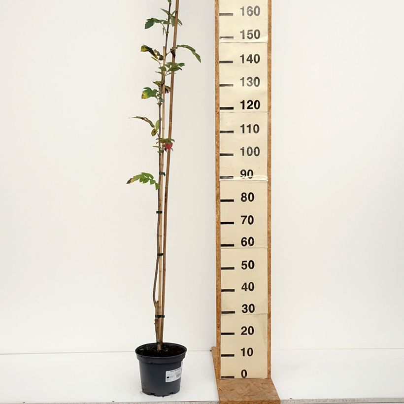 Amostra de Sorbier des oiseleurs - Sorbus Alaja Krupnaja Pot de 4L/5L tal como entregue no outono