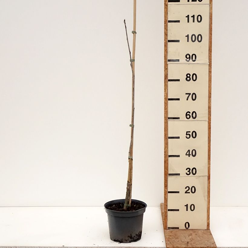 Amostra de Tramazeira Alaja Krupnaja - Sorbus aucuparia Vaso de 4 L/5 L tal como entregue no inverno