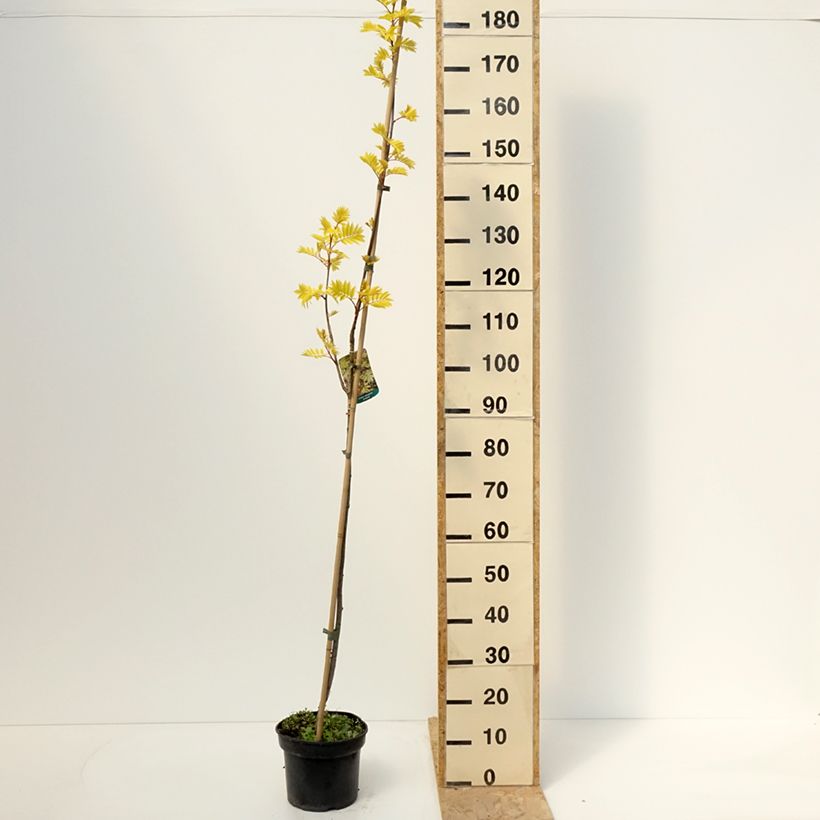 Amostra de Sorbier des oiseleurs - Sorbus aucuparia Dirkenii Pot de 4L/5L tal como entregue na primavera