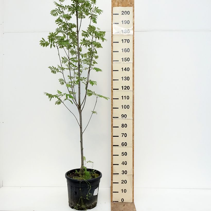 Amostra de Tramazeira Fingerprint - Sorbus aucuparia Vaso de 30 L/35 L tal como entregue na primavera