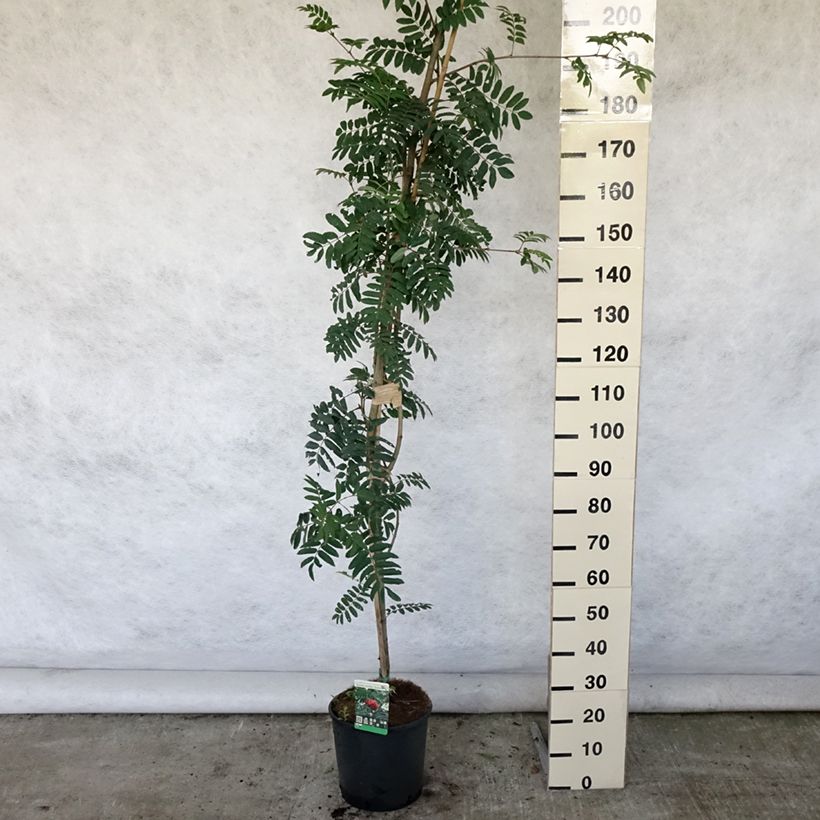 Amostra de Tramazeira Sheerwater Seedling - Sorbus aucuparia Vaso de 12 L/15 L tal como entregue no verão