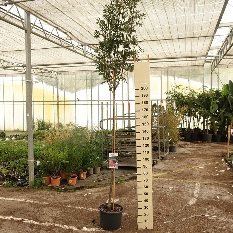 Amostra de Tramazeira Wettra - Sorbus aucuparia Vaso de 20 L/25 L tal como entregue no outono