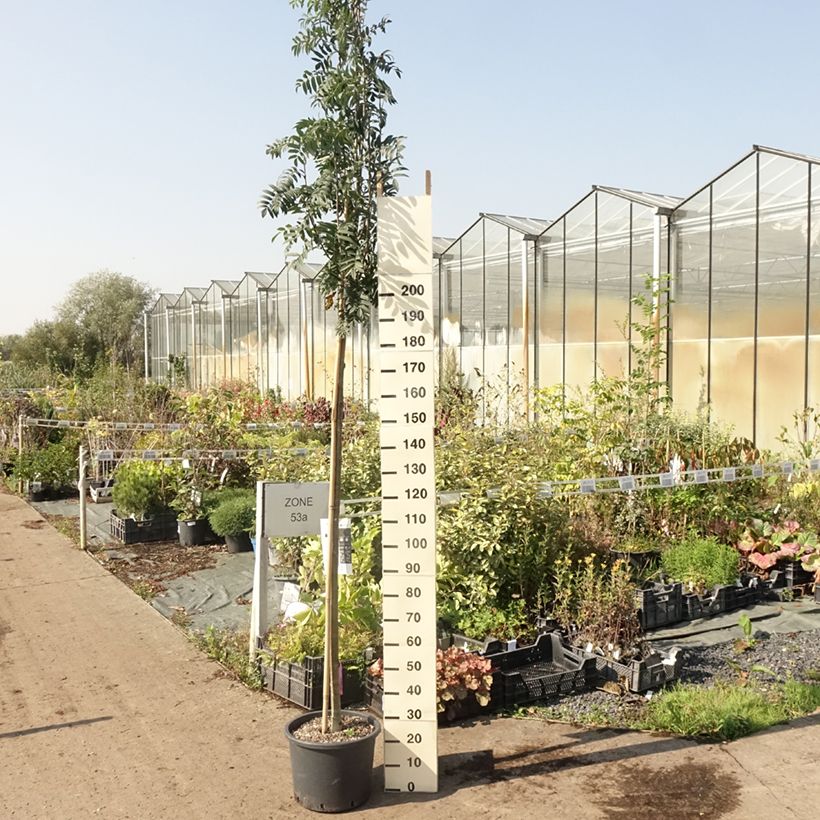 Amostra de Tramazeira Wettra - Sorbus aucuparia Vaso de 20 L/25 L tal como entregue no verão