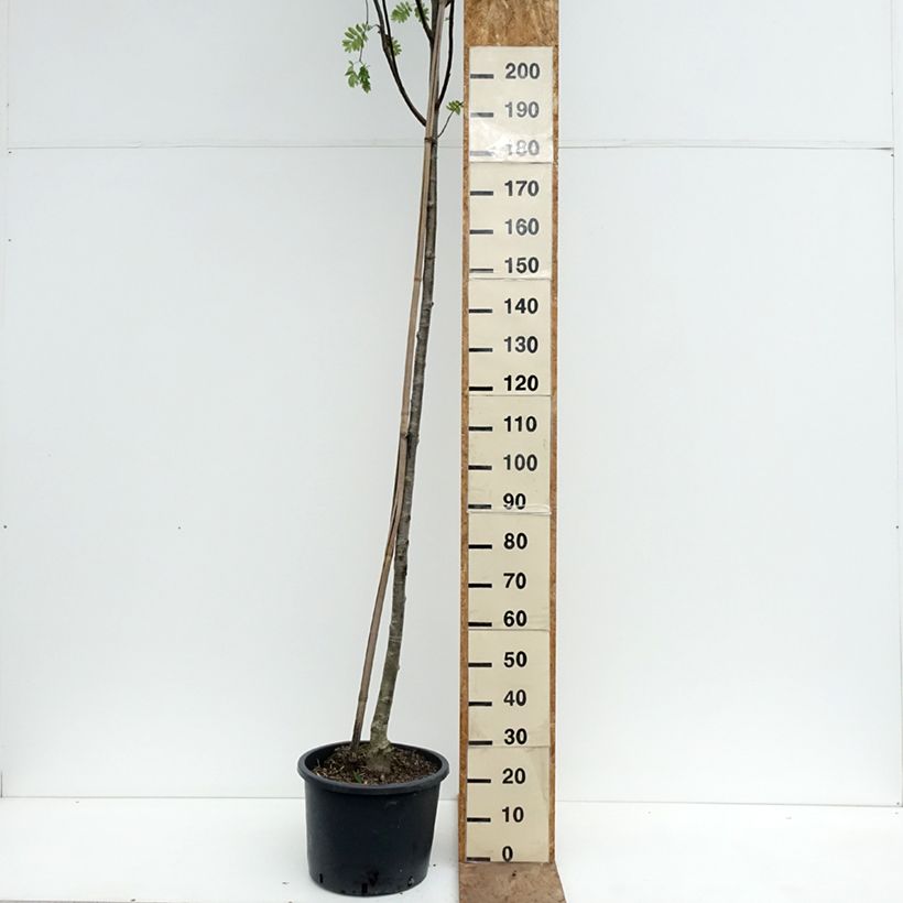 Amostra de Tramazeira Wettra - Sorbus aucuparia Vaso de 20 L/25 L tal como entregue na primavera