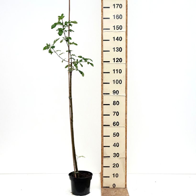 Amostra de Sorbaronia Likerovyj Jarab Vaso de 4 L/5 L tal como entregue na primavera