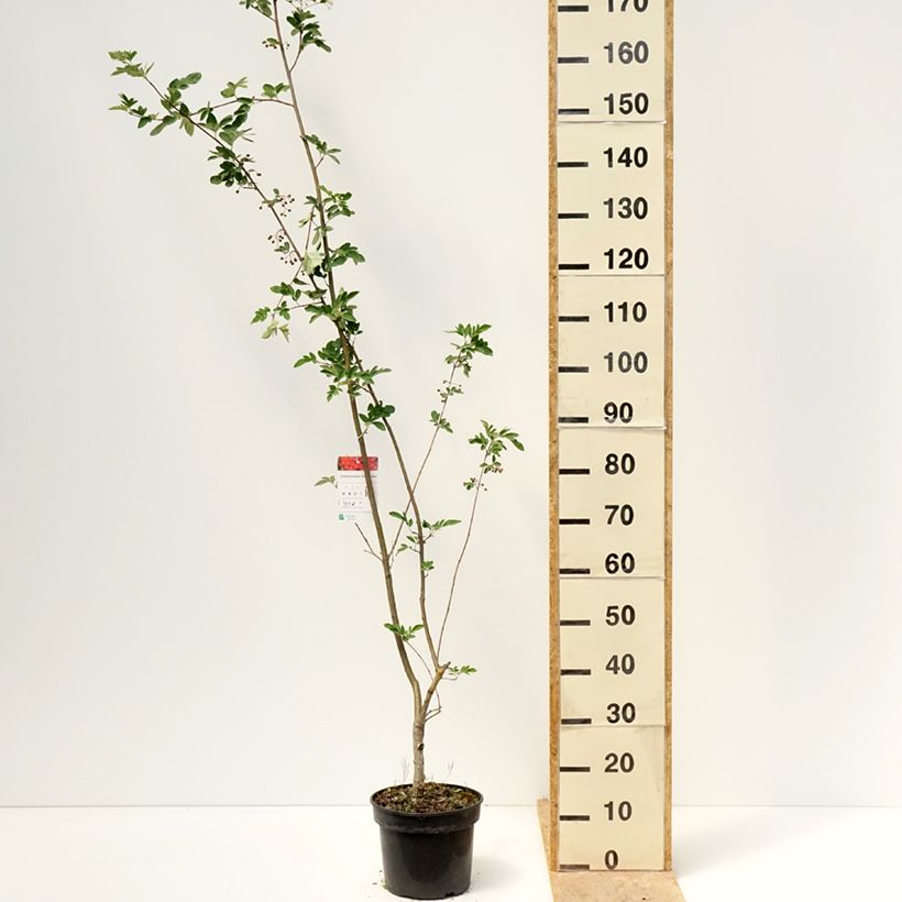 Amostra de Sorbier hybride - Sorbocotoneaster pozdnjakovii Pot de 4L/5L tal como entregue na primavera