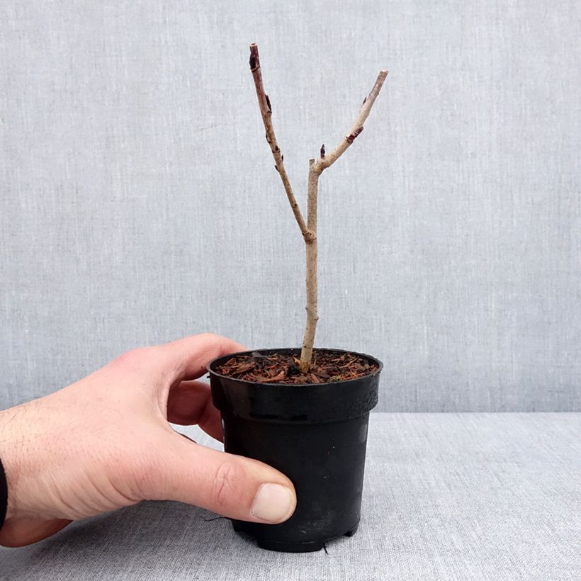 Amostra de Sorbaronia fallax Burka Vaso de 8/9 cm tal como entregue no inverno