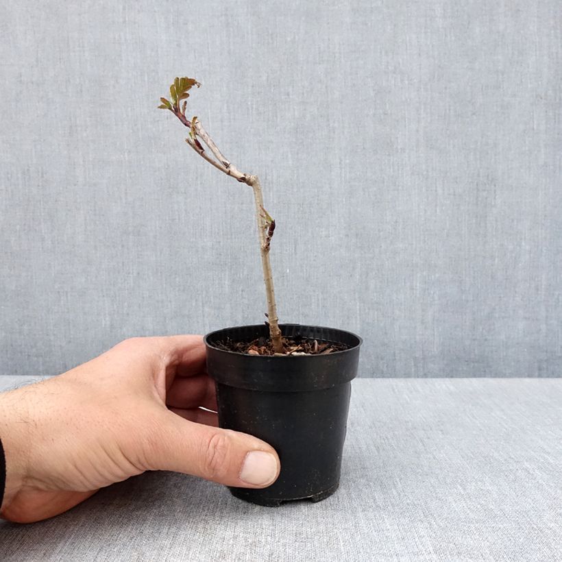 Amostra de Sorbaronia fallax Burka Vaso de 8/9 cm tal como entregue na primavera