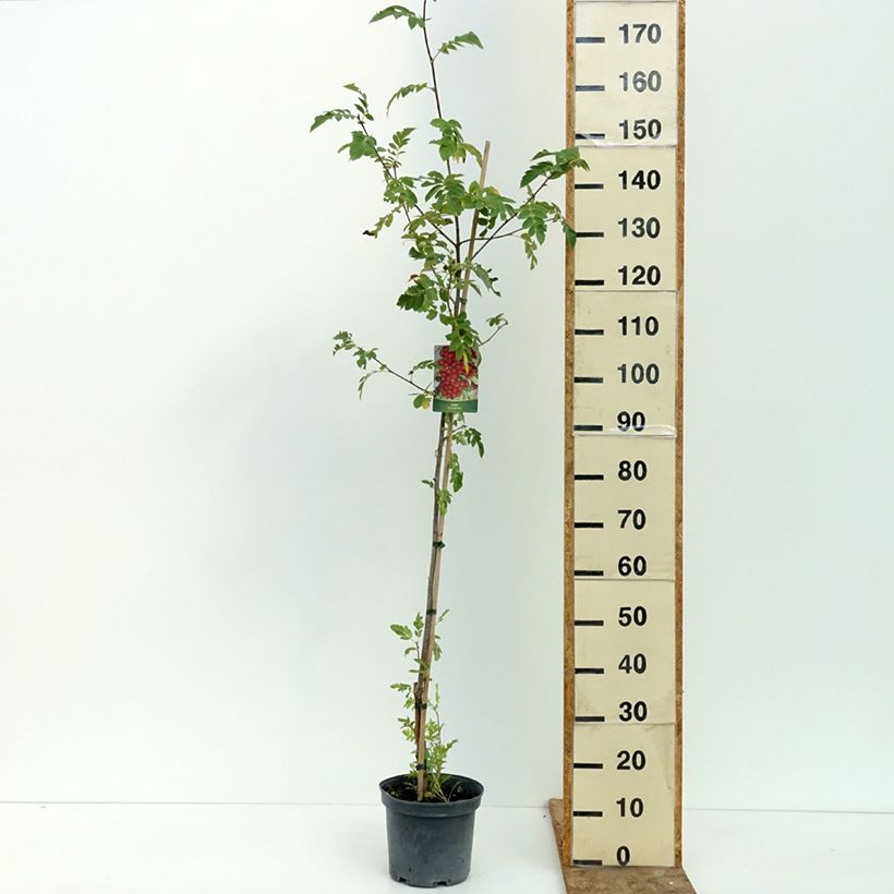 Amostra de Crataegosorbus Grananatnaja Vaso de 4 L/5 L tal como entregue no verão