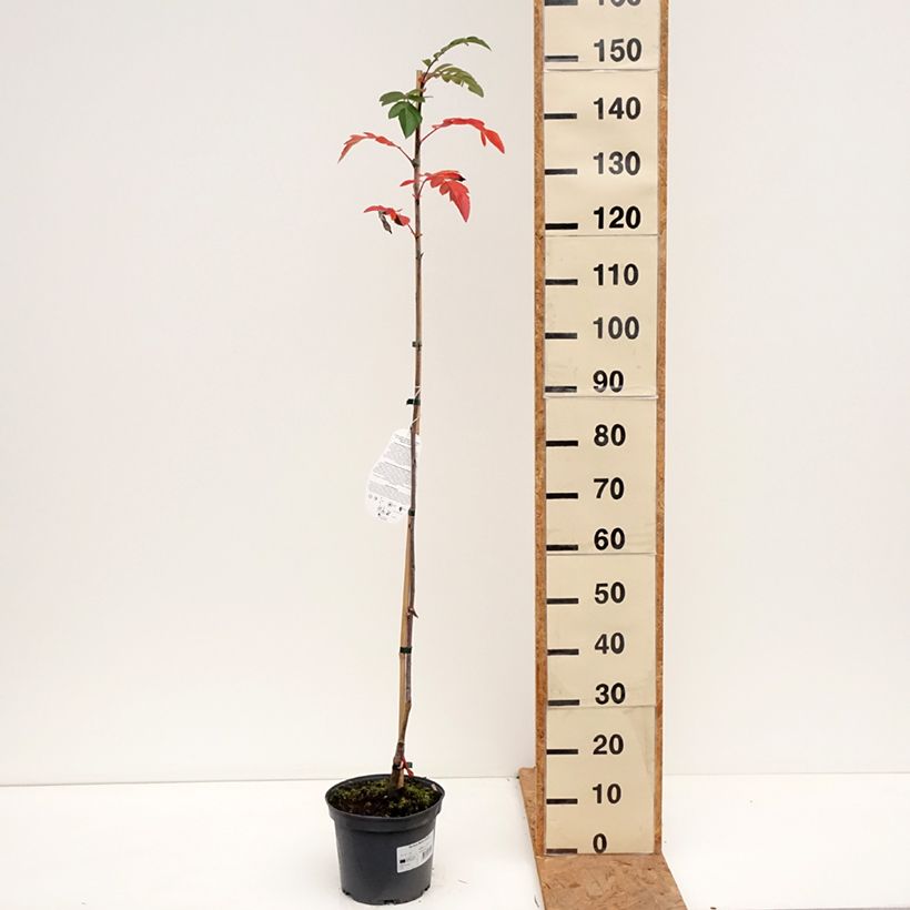 Amostra de Sorbier hybride - Sorbus Rubinowaja Pot de 4L/5L tal como entregue no outono