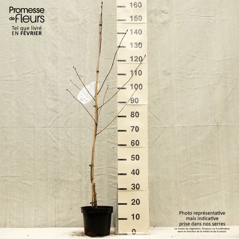 Amostra de Sorbier hybride - Sorbus Titan Pot de 4L/5L tal como entregue no inverno