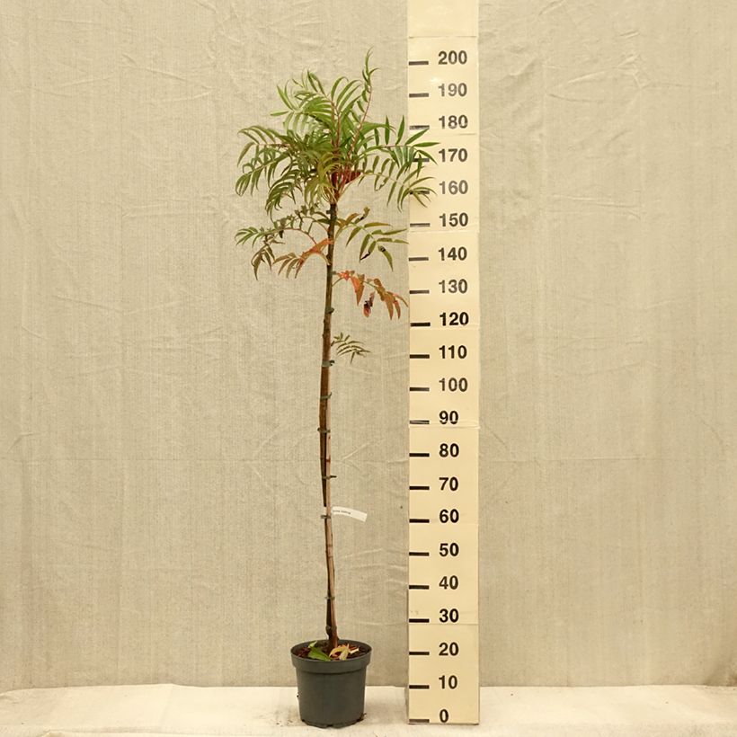 Amostra de Sorbus Dodong (Olympic Flame) - Tramazeira Vaso de 7,5 L/10 L, Brasão tal como entregue no outono