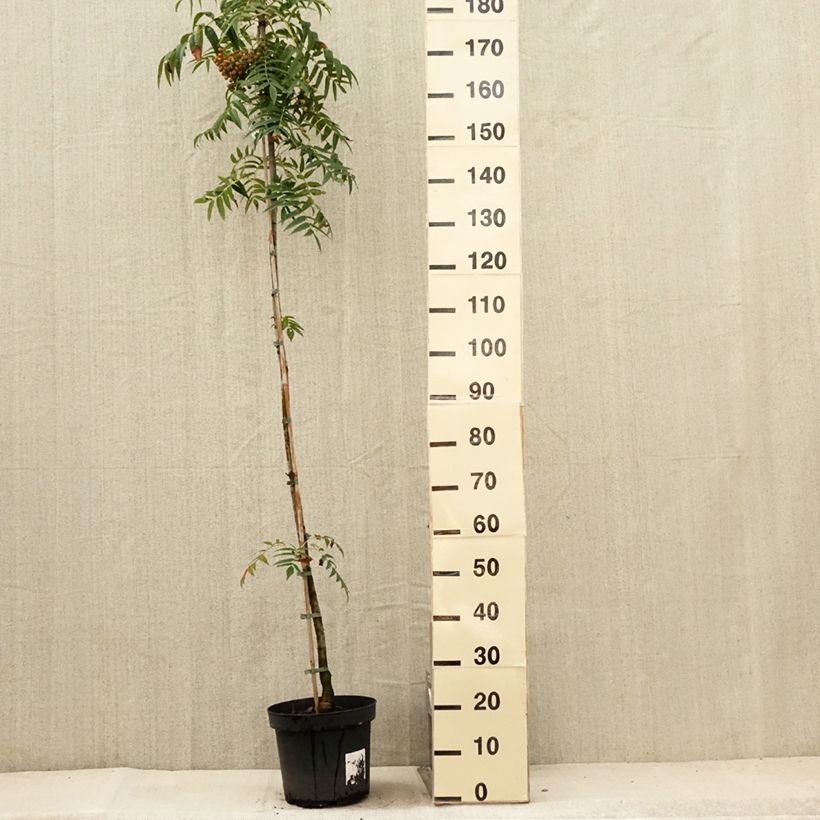 Amostra de Sorbus Dodong (Olympic Flame) - Tramazeira Vaso de 7,5 L/10 L, Brasão tal como entregue no verão