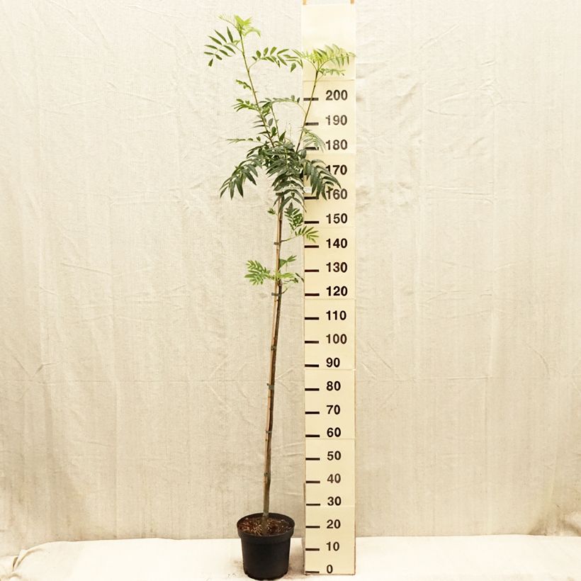 Amostra de Sorbus Dodong (Olympic Flame) - Tramazeira Vaso de 7,5 L/10 L, Brasão tal como entregue na primavera
