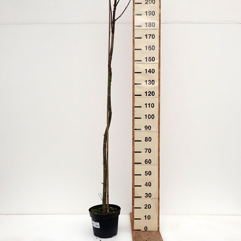 Amostra de Sorbus filipes - Tramazeira Vaso de 4 L/5 L, Haste tal como entregue no inverno