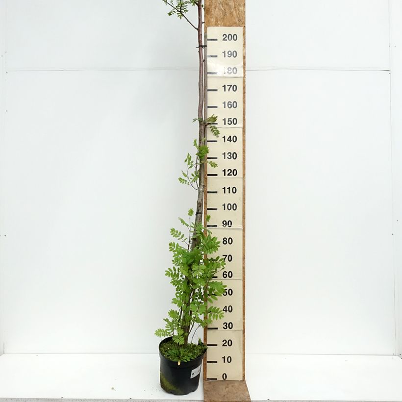 Amostra de Sorbus filipes - Tramazeira Vaso de 4 L/5 L, Haste tal como entregue na primavera