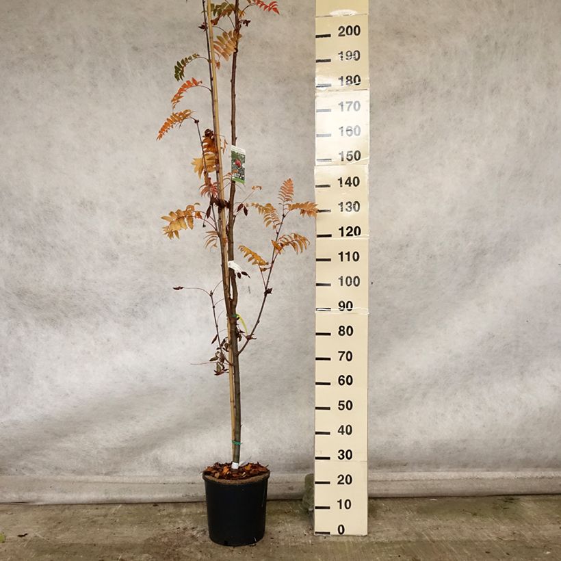 Amostra de Sorbus arnoldiana Pink Veil - Tramazeira Vaso de 4 L/5 L, Haste tal como entregue no outono