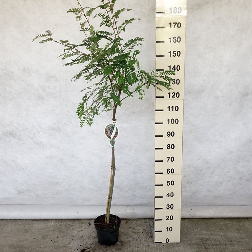 Amostra de Sorbus arnoldiana Pink Veil - Tramazeira Vaso de 4 L/5 L, Haste tal como entregue no verão