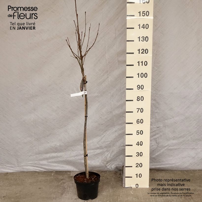 Amostra de Sorbier - Sorbus arnoldiana Pink Veil Vaso de 4 L/5 L tal como entregue no inverno