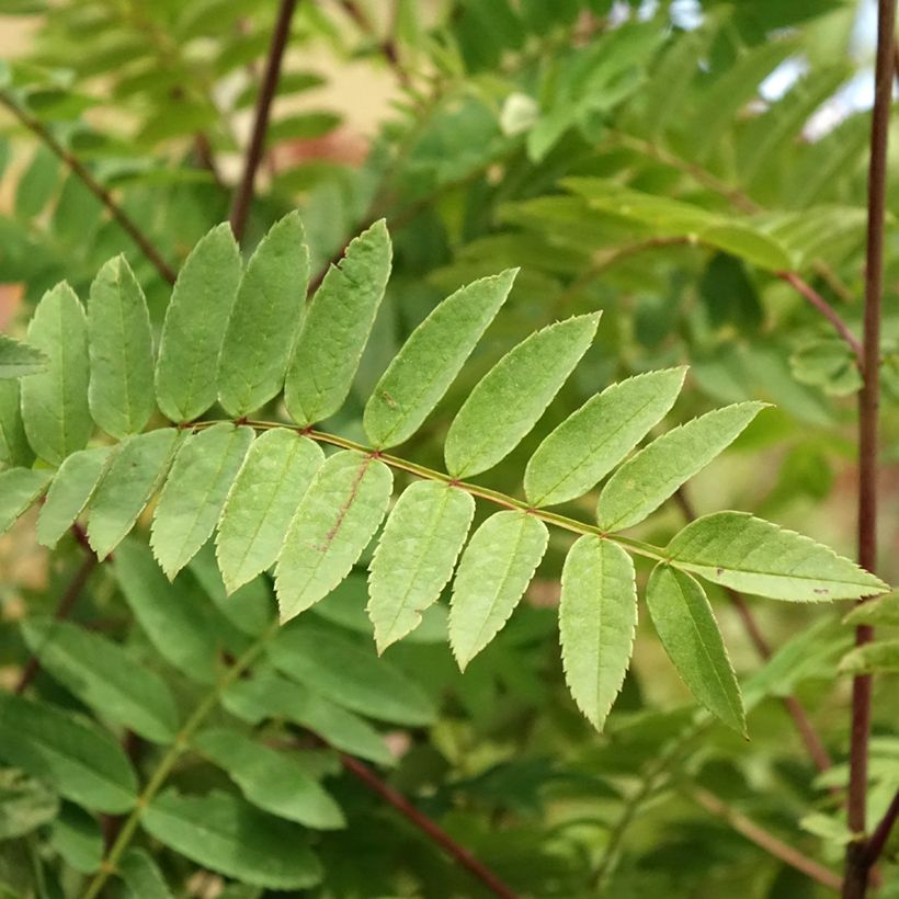 Sorbus arnoldiana Pink Veil - Tramazeira (Folhagem)